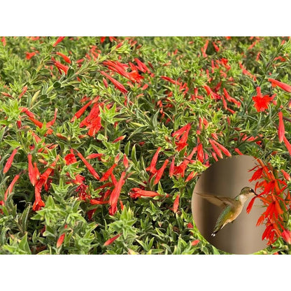 🐦"Hummingbird Carpet"🌸Epilobium garrettii – Rainbow Burst 🌈