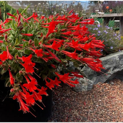 🐦"Hummingbird Carpet"🌸Epilobium garrettii – Rainbow Burst 🌈