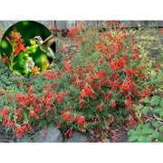 🐦"Hummingbird Carpet"🌸Epilobium garrettii – Rainbow Burst 🌈