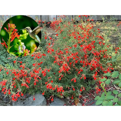 🐦"Hummingbird Carpet"🌸Epilobium garrettii – Rainbow Burst 🌈