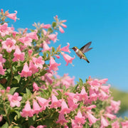 🐦"Hummingbird Carpet"🌸Epilobium garrettii – Rainbow Burst 🌈