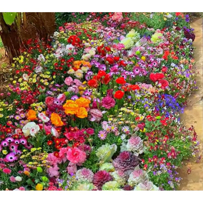 💝Mixed Perennial Flowers Seeds30- 60kinds mixed